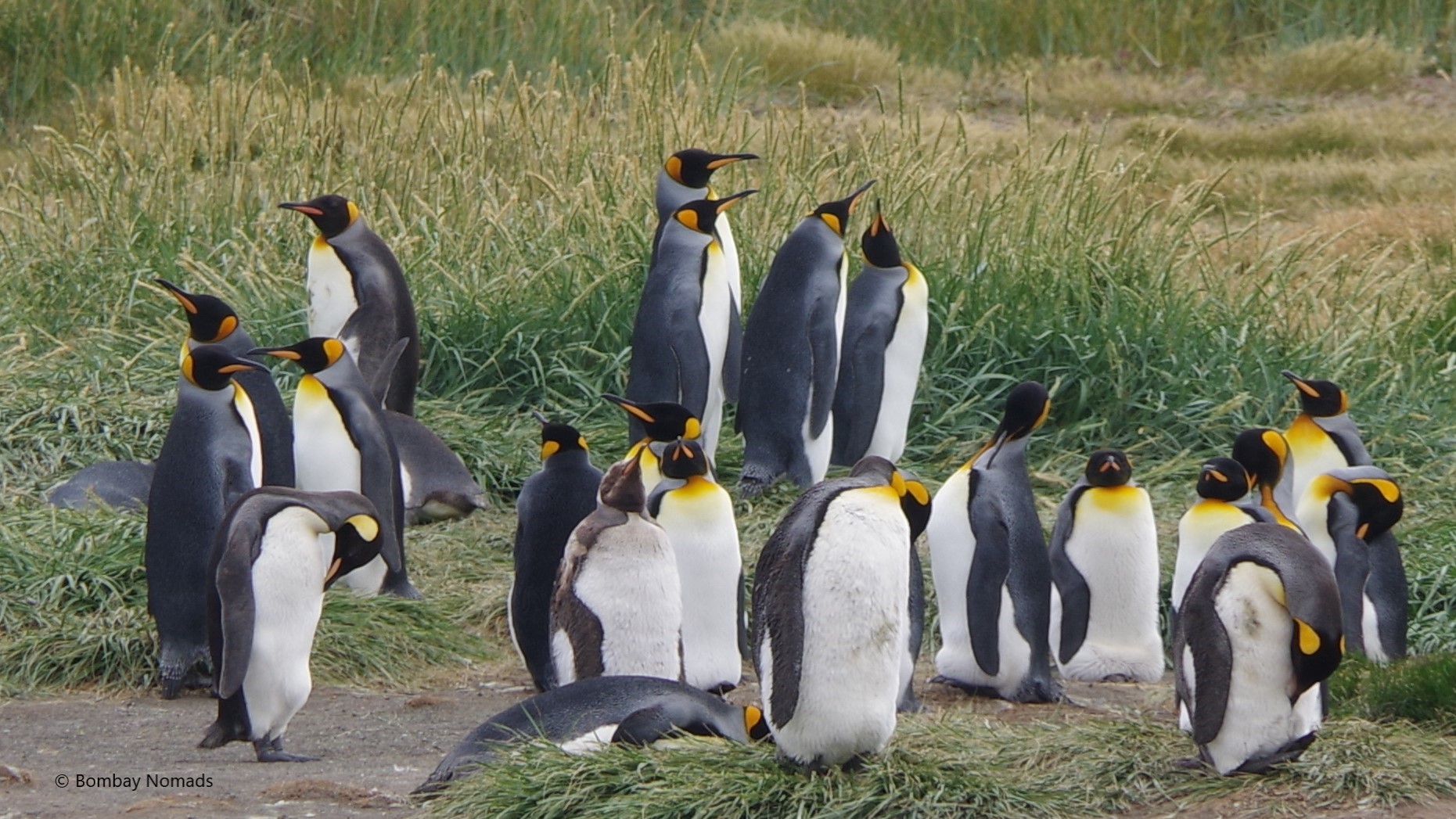 Patagonia: Penguins in Punta Arenas – Bombay Nomads